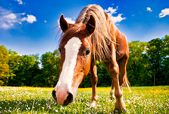 Pferd auf einer Koppel eines Reiterhofs in Weiler in den Bergen